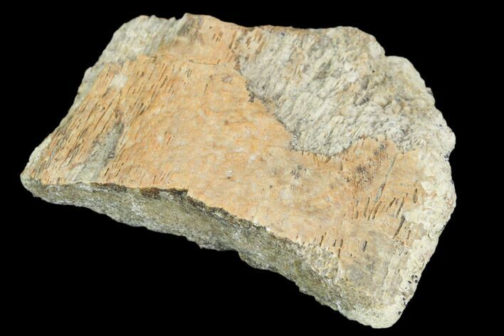 Hadrosaur (Maiasaura) Bone Fragment - Montana #103200